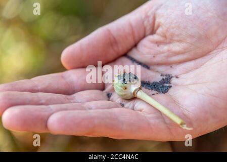 Main montrant une gousse de graines d'un pavot à opium (papaver somaferum) Banque D'Images