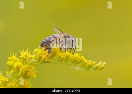 Miel l'abeille se nourrissant sur des fleurs de Goldenrod Banque D'Images