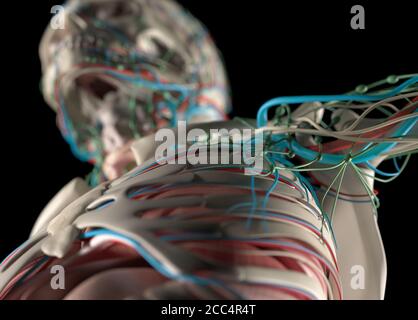 Illustration anatomique du système vasculaire humain. Épaules, cou, tête. Musclé, squelettique. Illustration 3D. Banque D'Images
