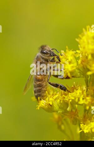 Miel l'abeille se nourrissant sur des fleurs de Goldenrod Banque D'Images
