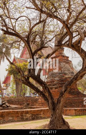 AYUTTHAYA, THAÏLANDE - 2015 février. Magnifique arbre au temple Wat Ratchaburana. Banque D'Images