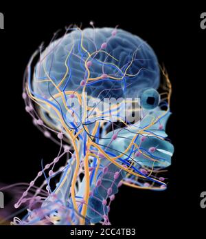 Illustration anatomique de la tête, du cerveau, des artères, des nerfs, des ganglions lymphatiques humains. Illustration 3D. Banque D'Images