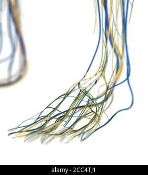 Illustration médicale des artères du pied et du système lymphatique, anatomie humaine, illustration 3d Banque D'Images