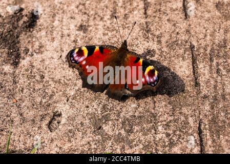 Peacock Butterfly (Aglias io) se réchauffant sur un sol en béton, Angleterre, Royaume-Uni. Banque D'Images