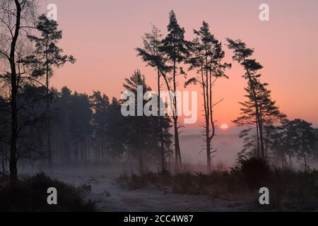 Un lever de soleil brumeux sur Backheath Common, Surrey, Angleterre Banque D'Images