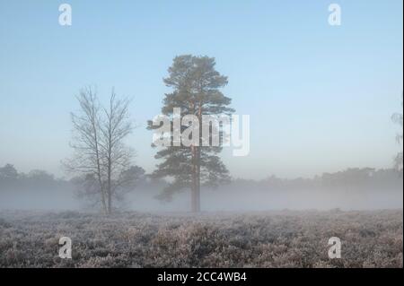 Un lever de soleil brumeux sur Backheath Common, Surrey, Angleterre Banque D'Images