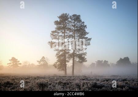 Un lever de soleil brumeux sur Backheath Common, Surrey, Angleterre Banque D'Images