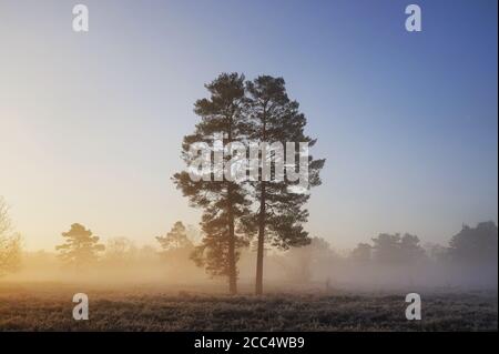 Un lever de soleil brumeux sur Backheath Common, Surrey, Angleterre Banque D'Images