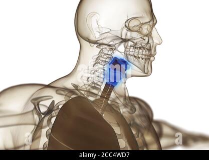 Anatomie de la glande thyroïde humaine. Image radiologique. Thyroïde brillante. Illustration 3D. Banque D'Images