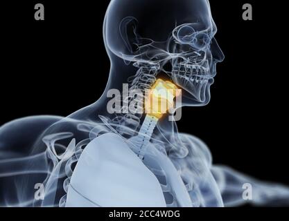 Anatomie de la glande thyroïde humaine. Image radiologique. Thyroïde brillante. Illustration 3D. Banque D'Images