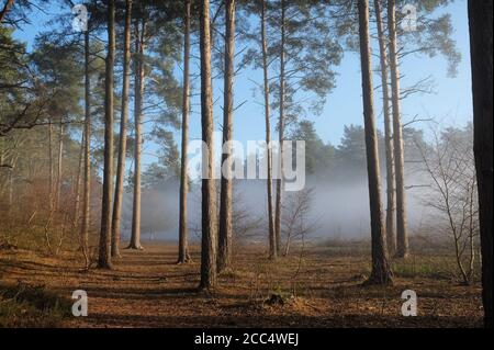 Un lever de soleil brumeux sur Backheath Common, Surrey, Angleterre Banque D'Images