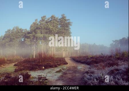 Un lever de soleil brumeux sur Backheath Common, Surrey, Angleterre Banque D'Images