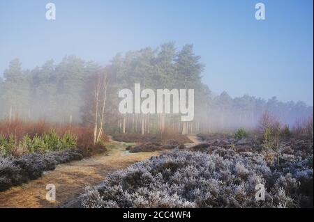 Un lever de soleil brumeux sur Backheath Common, Surrey, Angleterre Banque D'Images