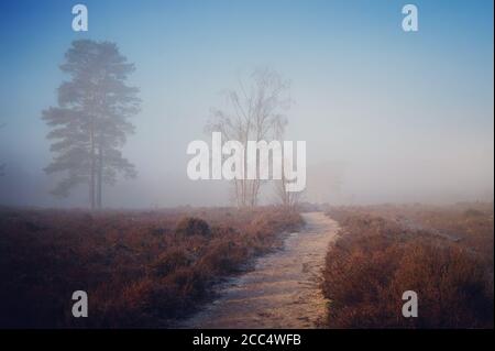 Un lever de soleil brumeux sur Backheath Common, Surrey, Angleterre Banque D'Images