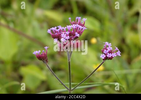 Verveine bonariensis plante (Verveine d'Amérique du Sud ou Tall Verbena ) En fleurs pendant l'été Banque D'Images