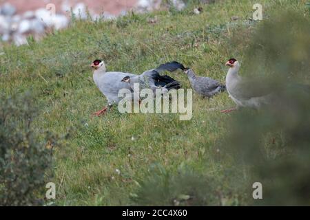 Faisan à oreilles blanches (Crossoptilon crossoptilon), province sud de Qinghai, Chine 27 août 2017 Banque D'Images