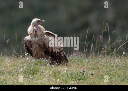 Himalayan Griffon Vulture (Gyps himalayensis), route S 308 à l'ouest de Yushu, province de Qinghai, Chine août 2017 Banque D'Images