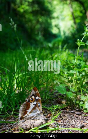 Empereur violet (Apatura iris), léchage minéral, Allemagne, Rhénanie-Palatinat Banque D'Images