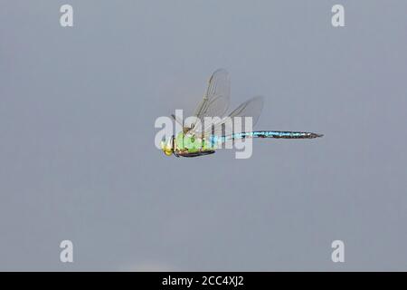 libellule empereur (Anax imperator), homme en vol, Allemagne, Bavière Banque D'Images