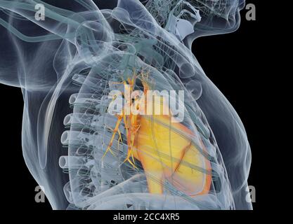 Cœur humain à l'intérieur du corps. Anatomie. illustration 3d. Banque D'Images