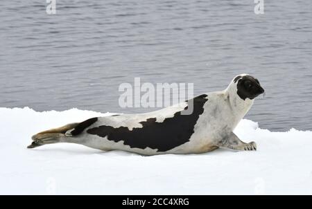 Phoque du Groenland, phoque à dos de selle, phoque du Groenland (Phoca groenlandica, Pagophilus groenlandicus), allongé sur une glace dérivant, vue latérale, Norvège, Svalbard Banque D'Images