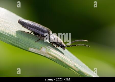 Click scarabée (Hemicrepidius spec.), se trouve sur une feuille, Allemagne Banque D'Images