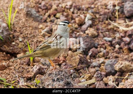 Bruant à couronne blanche de Gambel (Zonotrichia leucophyrys gambelii), originaire d'Amérique du Nord durant l'automne, Portugal, Açores, Corvo Banque D'Images