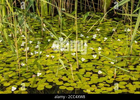 European Frog-bit, European Frogbit (Hydrocharis morsus-ranae), floraison, Allemagne, Bavière Banque D'Images