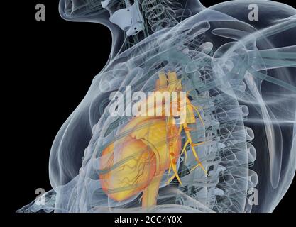 Cœur humain à l'intérieur du corps. Anatomie. illustration 3d. Banque D'Images