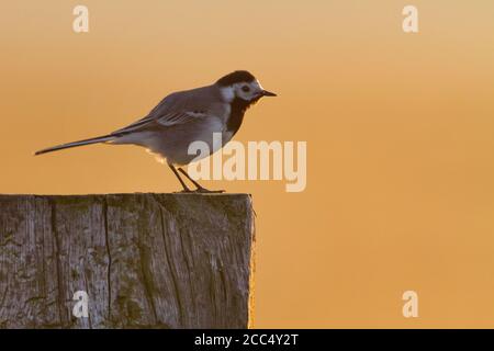 Queue de cheval, queue de cheval blanche (Motacilla alba), adulte debout sur un poteau en bois avec contre-jour, pays-Bas Banque D'Images