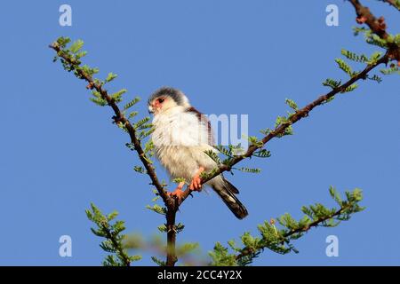 faucon pygmée africain (Polihierax semitorquatus), perçant sur un acacia, vue latérale, Ethiopie Banque D'Images