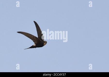 Rapide à rumeur blanche (Apus caffer), en vol, Ghana Banque D'Images