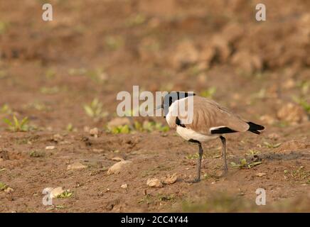 rivière lapwing (Vanellus duvaucelii), adulte debout chassés sur lit de rivière sec de couleur brune, Inde, Banque D'Images