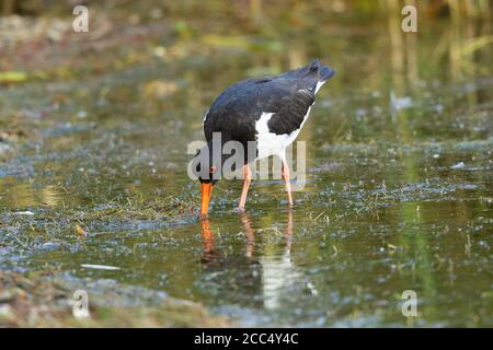 palaearctic oystercatcher (Haematopus ostralegus), alimentation en eau peu profonde, Allemagne, Bavière, lac Chiemsee Banque D'Images