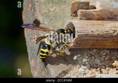 Guêpe de potier (Symmorphus murius), femelle avec une larve de coléoptère capturée (Chrysomela) au tube de reproduction, Allemagne Banque D'Images