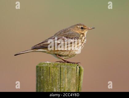 British Rock Pitpit (Anthus petrosus petrosus, Anthus petrosus), se trouve sur un poste en bois, Royaume-Uni, Angleterre, Norfolk Banque D'Images