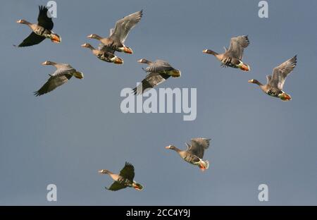 Bernache du Groenland à froncé blanc (Anser albifrons flavirostris, Anser flavirostris), en vol, vue latérale, Islande Banque D'Images