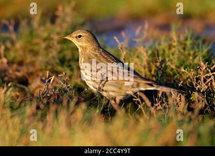 Pitpit de British Rock (Anthus petrosus petrosus, Anthus petrosus), fourrageant sur le sol dans la boue, Royaume-Uni, Angleterre, Norfolk Banque D'Images