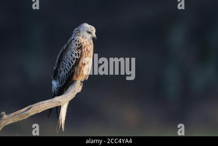 Cerf-volant rouge (Milvus milvus), premier hiver perché sur une branche, Suède Banque D'Images