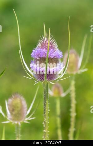 Cuillère à café sauvage, cuillère à café de Fuller, cuillère à café commune, thé commun (Dipsacus fullonum, Dipsacus sylvestris), floraison, Allemagne, Bavière Banque D'Images