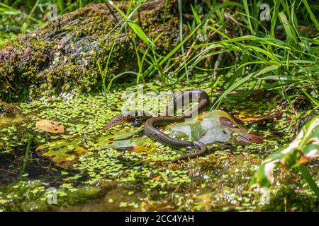 La couleuvre à herbe (Natrix natrix), alimente un têtard d'une grenouille à herbe, Allemagne, Bavière, Isental Banque D'Images