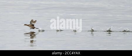 Petit grèbe (Podiceps ruficollis, Tachybactus ruficollis), en hiver plumage sur un lac, courant sur la surface de l'eau pour gagner de la vitesse de décollage, Banque D'Images