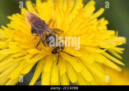 Abeille minière (Andrena spec.), femelle visitant une fleur de pissenlit, Allemagne Banque D'Images