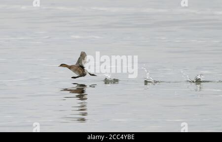 Petit grèbe (Podiceps ruficollis, Tachybactus ruficollis), en hiver plumage sur un lac, courant sur la surface de l'eau pour gagner de la vitesse de décollage, Banque D'Images