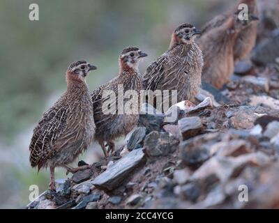 Partridges tibétains (Perdix hodgsoniae), groupe de jeunes, près de Yushu, province sud de Qinghai, Chine 24 août 2017 Banque D'Images