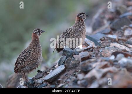 Perdix hodgsoniae, deux jeunes, près de Yushu, province de Qinghai sud, Chine 24 août 2017 Banque D'Images