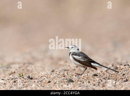 Amur, Amur blanc (Motacilla alba leucopsis, Motacilla leucopsis), femelle perching sur le sol, vue latérale, Chine, Hebei Banque D'Images