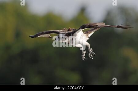 osprey, faucon de poisson (Pandion haliatus), en vol de huntung, vue latérale, Suède Banque D'Images