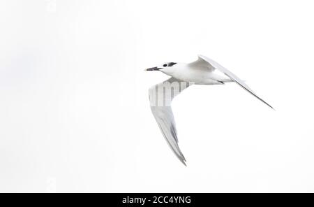 La Sterne de Cabot (Thalasseus acuflavidus, Sterna sandvicensis acuflavidus, Thalasseus sandvicensis acuflavidus), volant en plumage d'automne, vue latérale, Banque D'Images