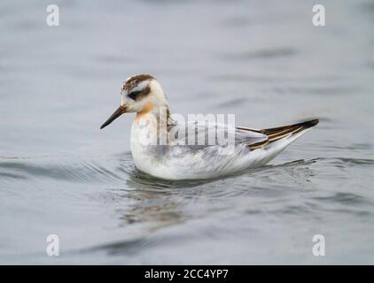 Phalarope grise (Phalaropus fullicarius), natation de premier-hiver, Royaume-Uni, Angleterre, Norfolk Banque D'Images